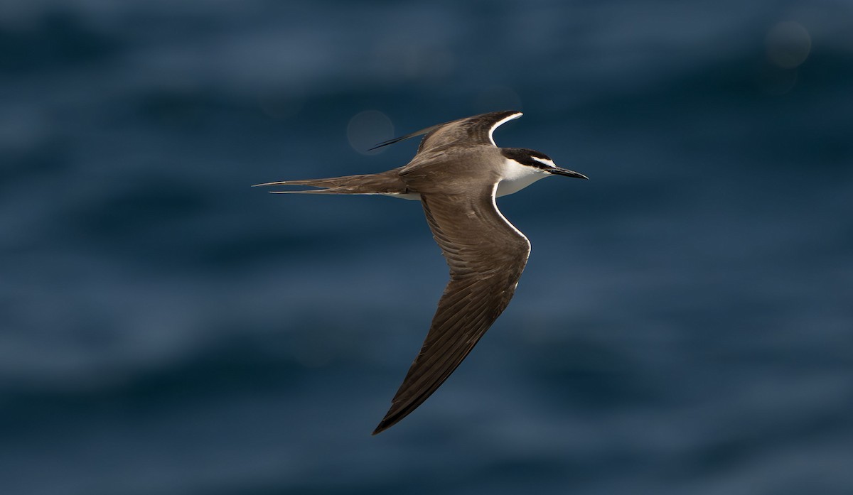 Bridled Tern - ML616306729