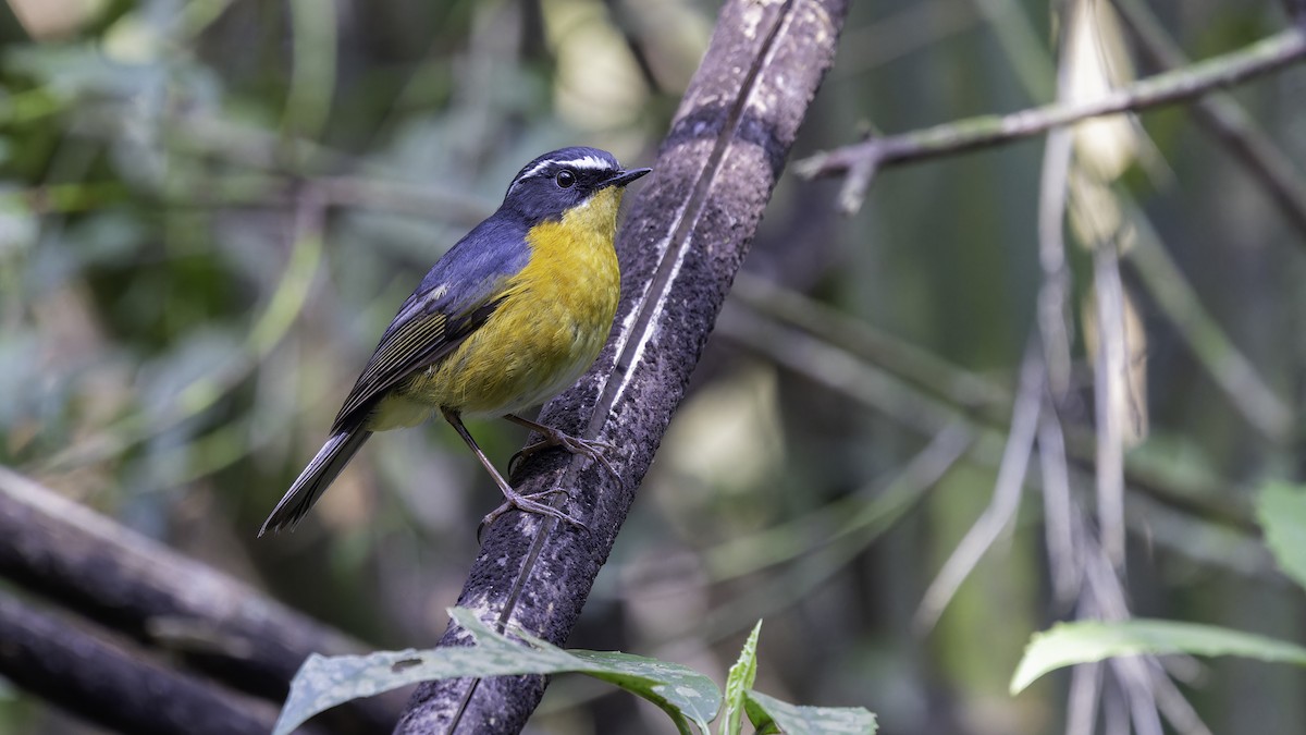 White-browed Bush-Robin - Robert Tizard
