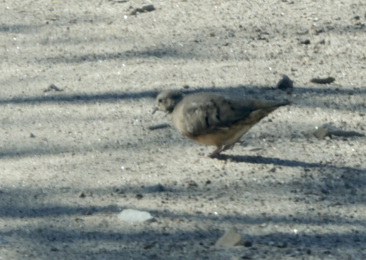 Plain-breasted Ground Dove - ML616306813