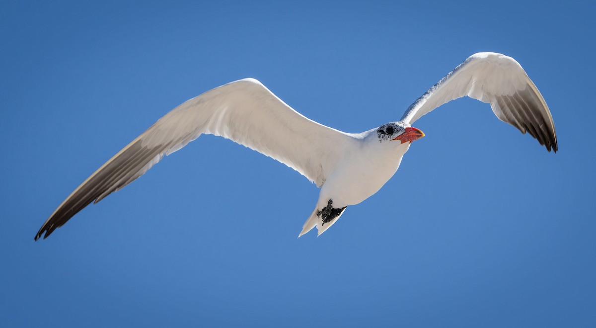 Caspian Tern - ML616306880