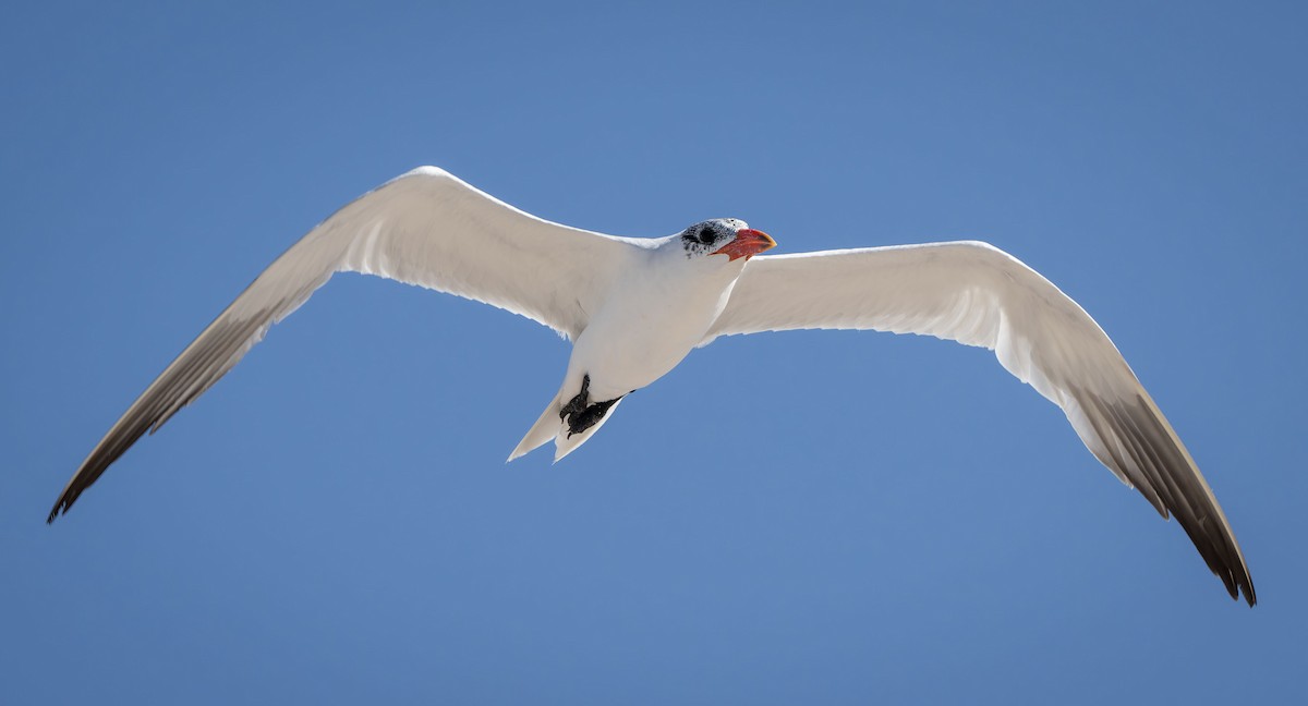 Caspian Tern - ML616306881