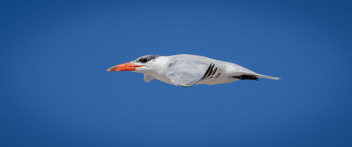 Caspian Tern - Philip Griffin