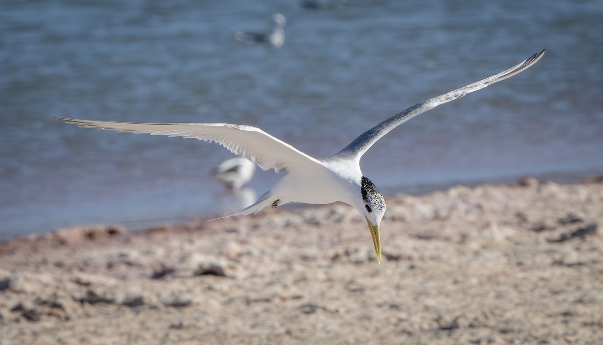 Great Crested Tern - Philip Griffin