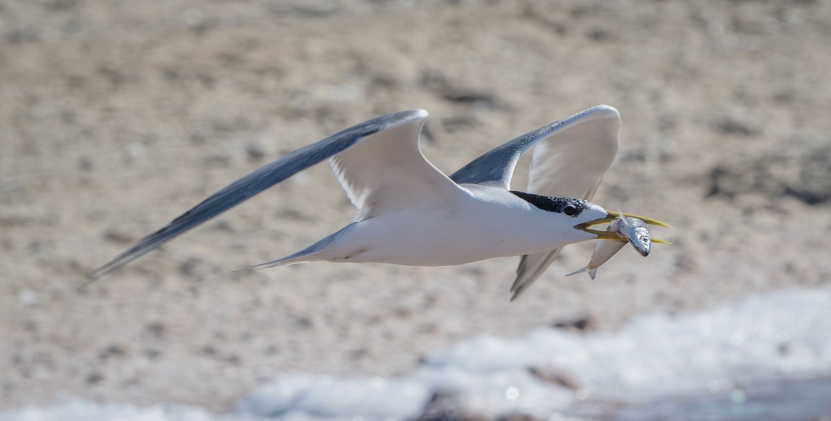 Great Crested Tern - ML616306899