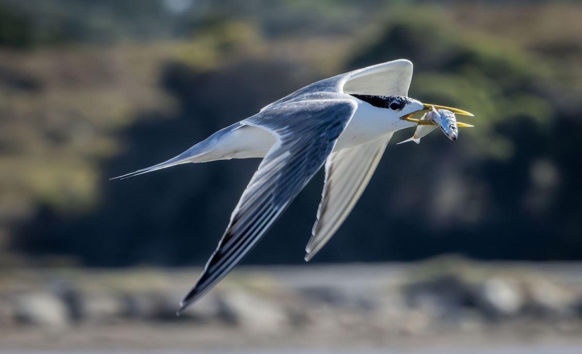 Great Crested Tern - ML616306900
