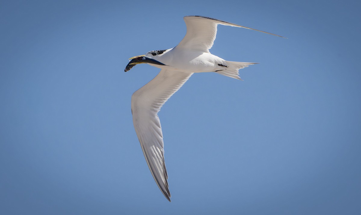 Great Crested Tern - ML616306901