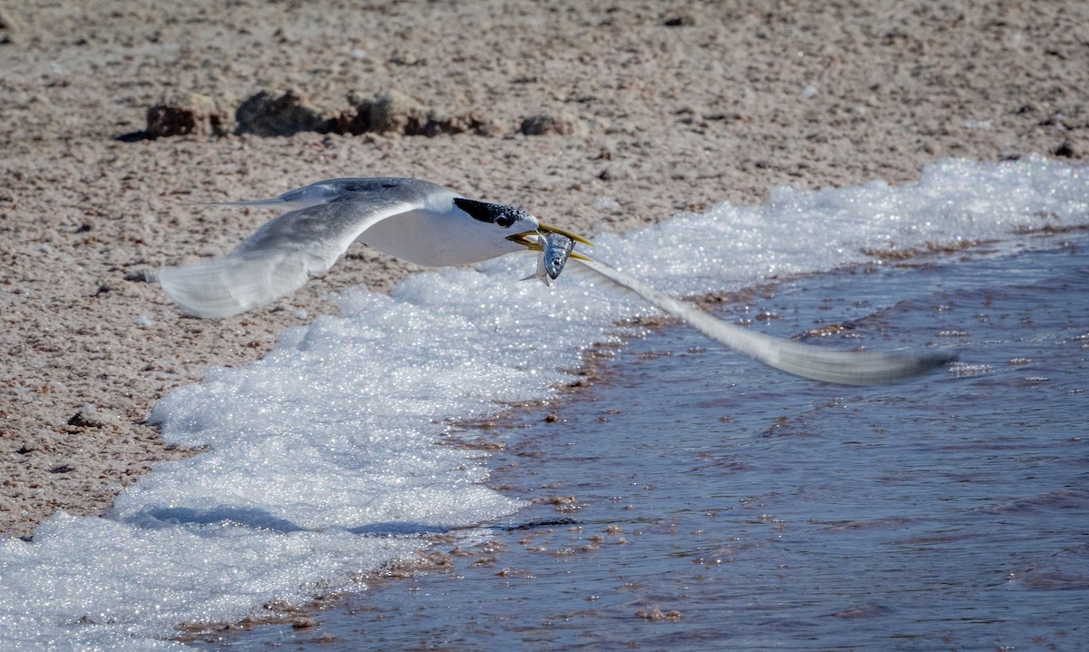 Great Crested Tern - Philip Griffin