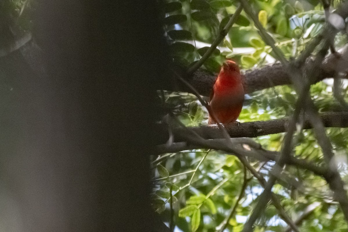 Summer Tanager - ML616306941