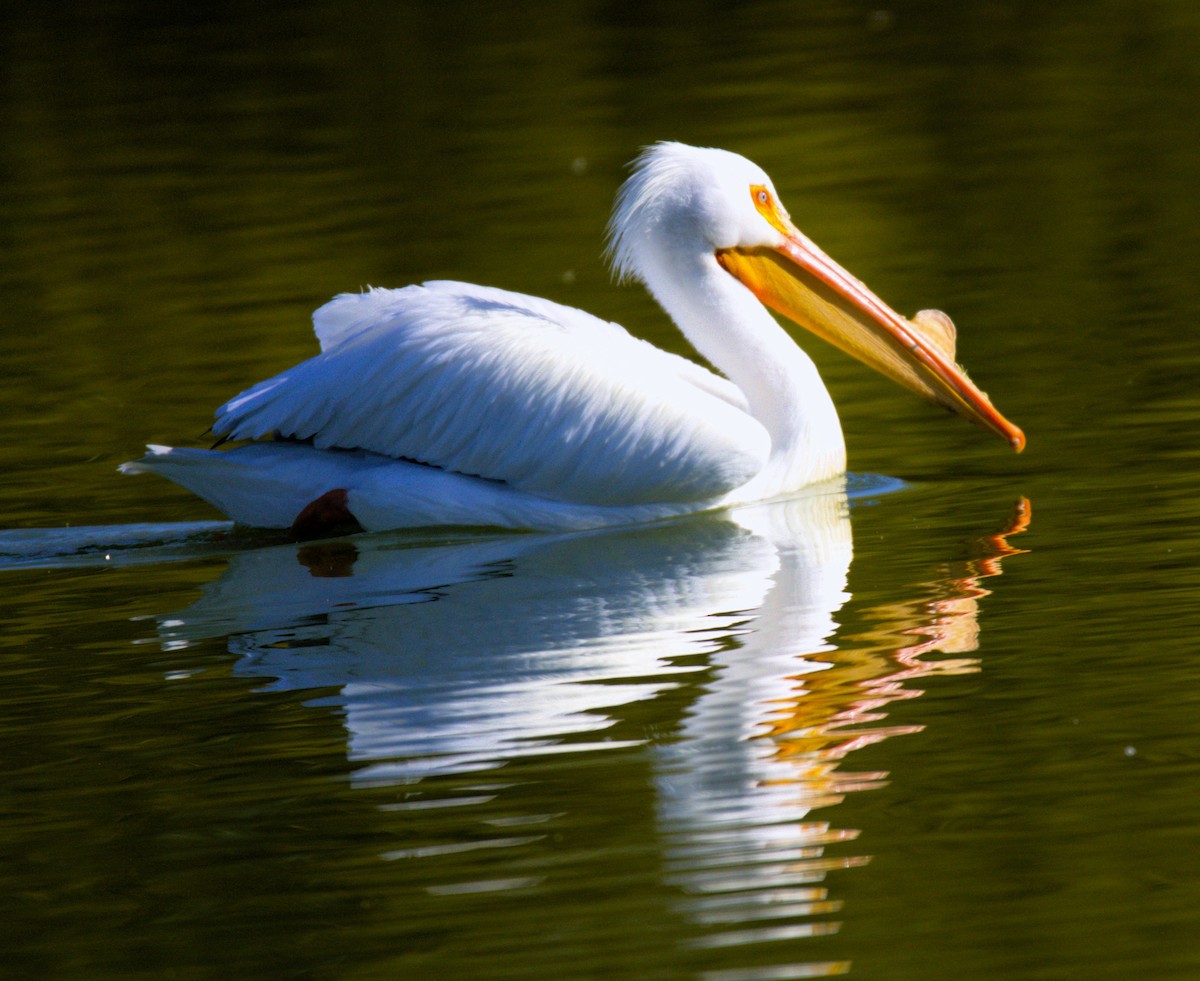 American White Pelican - ML616306980