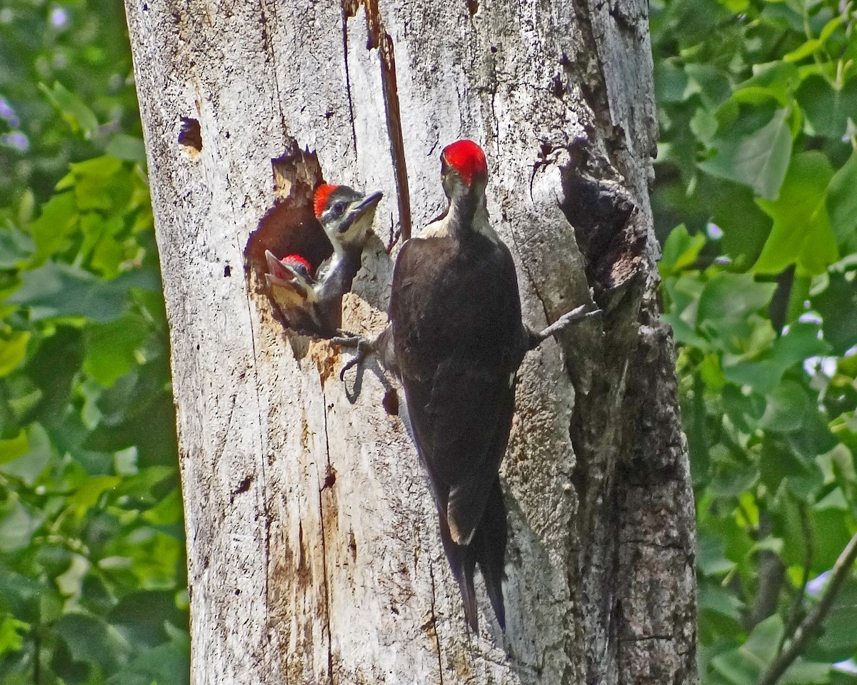 Pileated Woodpecker - ML616306982