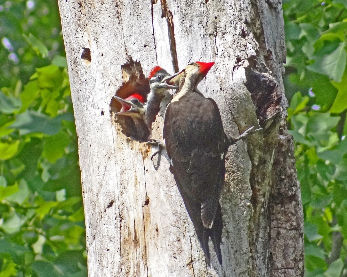 Pileated Woodpecker - ML616306995