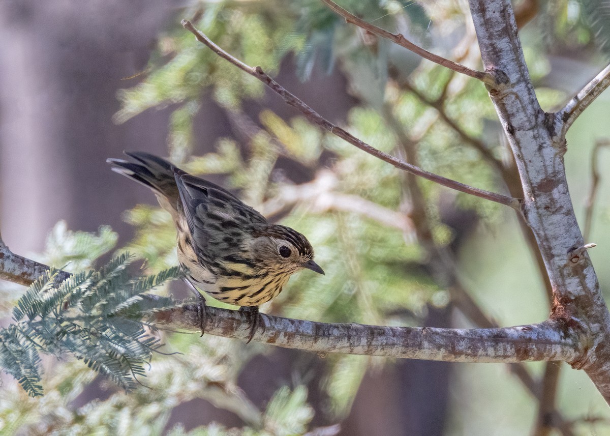 Speckled Warbler - ML616306997