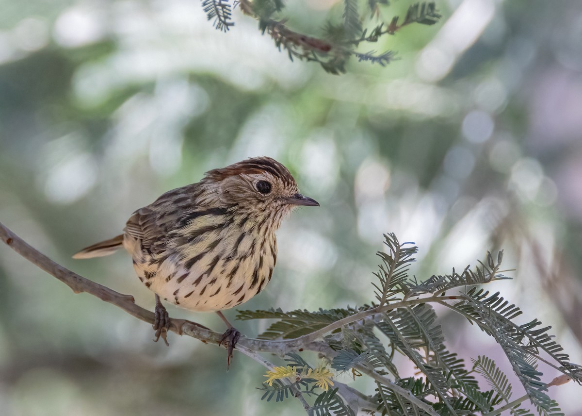 Speckled Warbler - ML616307000