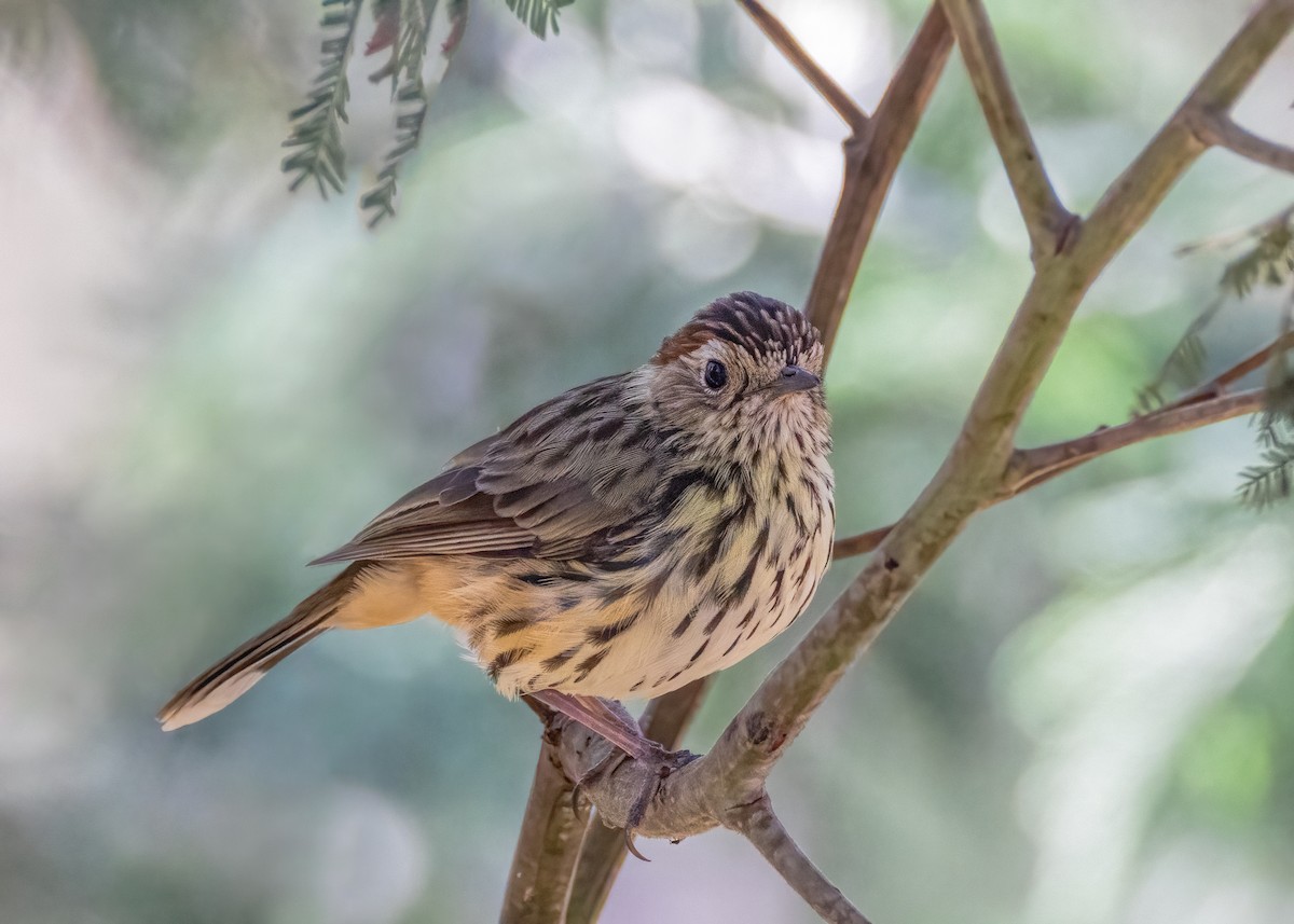 Speckled Warbler - ML616307001