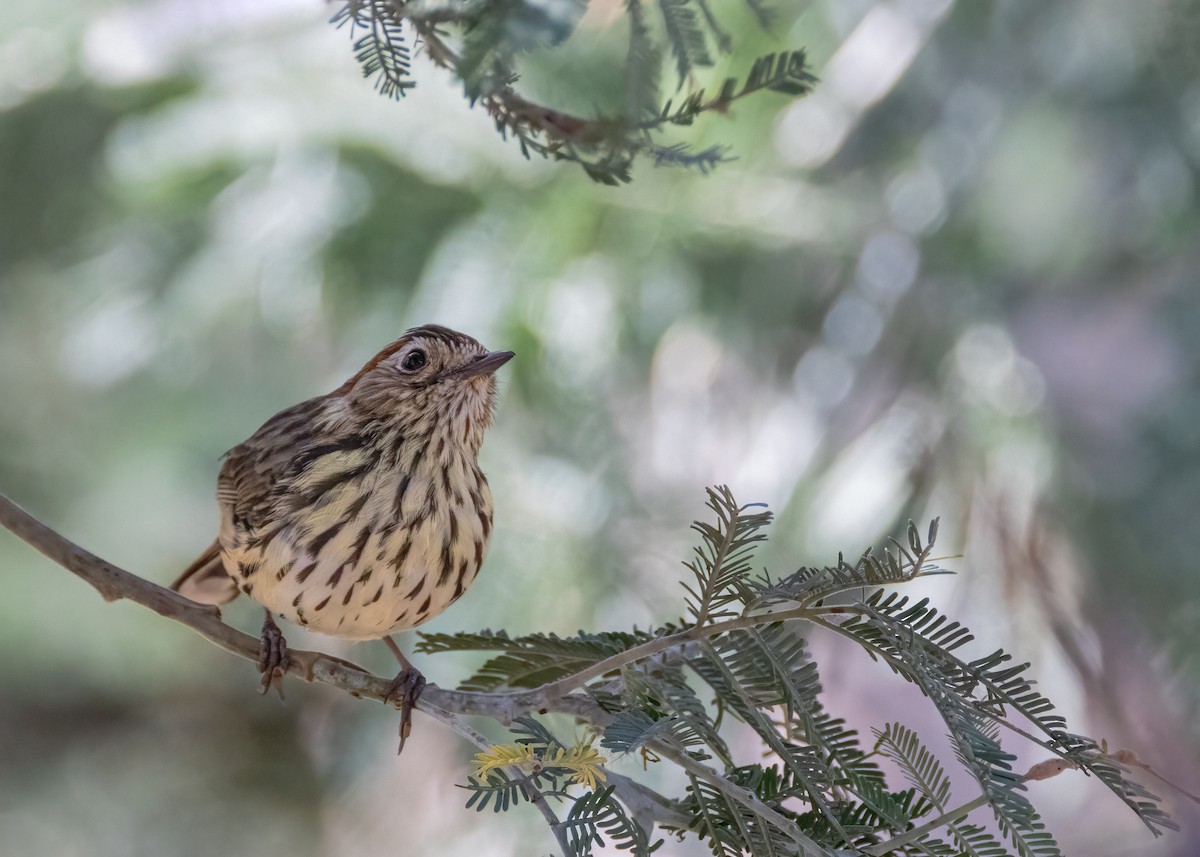 Speckled Warbler - ML616307002