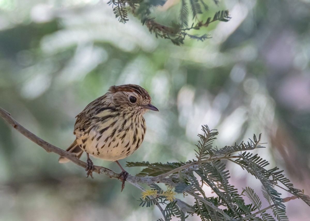 Speckled Warbler - ML616307003