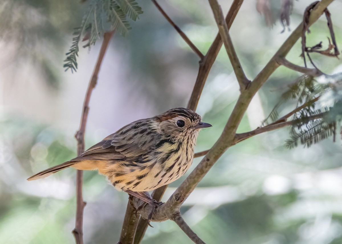 Speckled Warbler - ML616307004