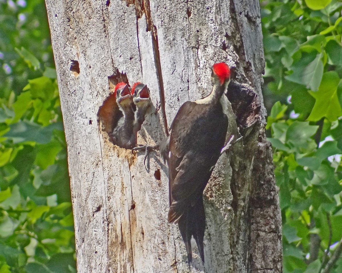 Pileated Woodpecker - ML616307023