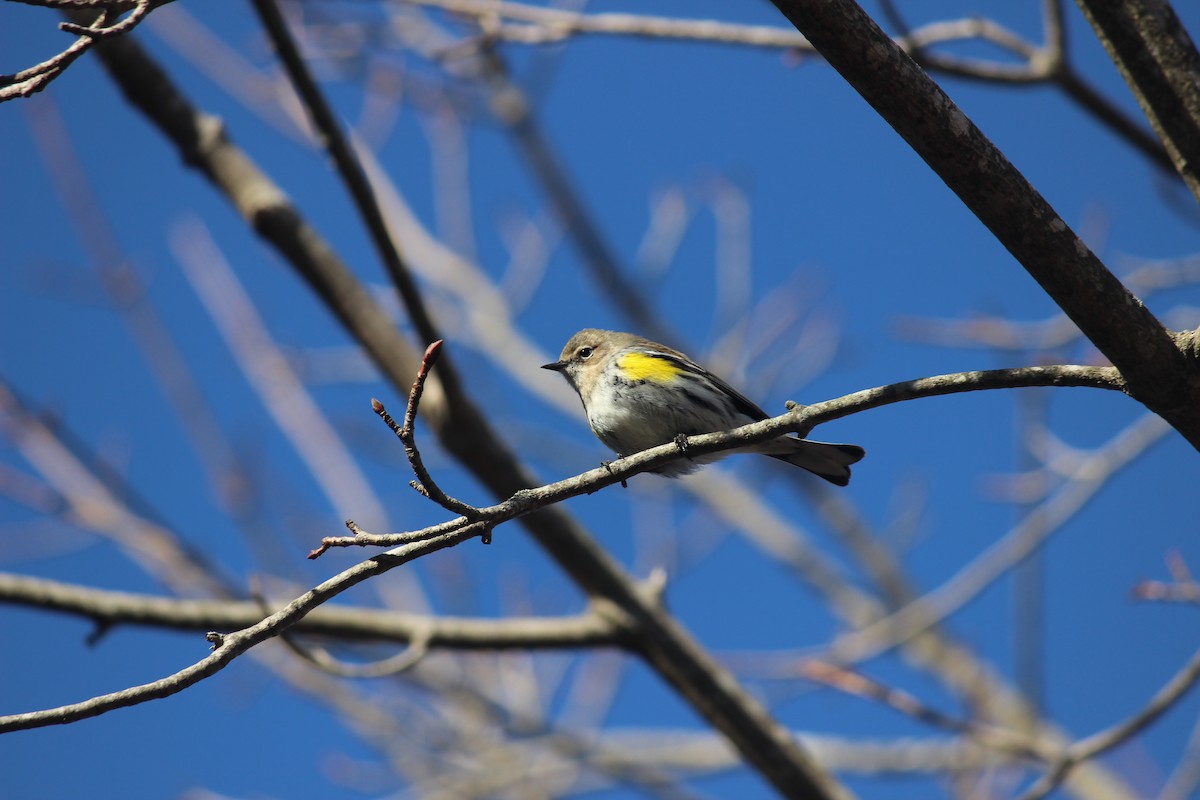 lesňáček žlutoskvrnný (ssp. coronata) - ML616307055