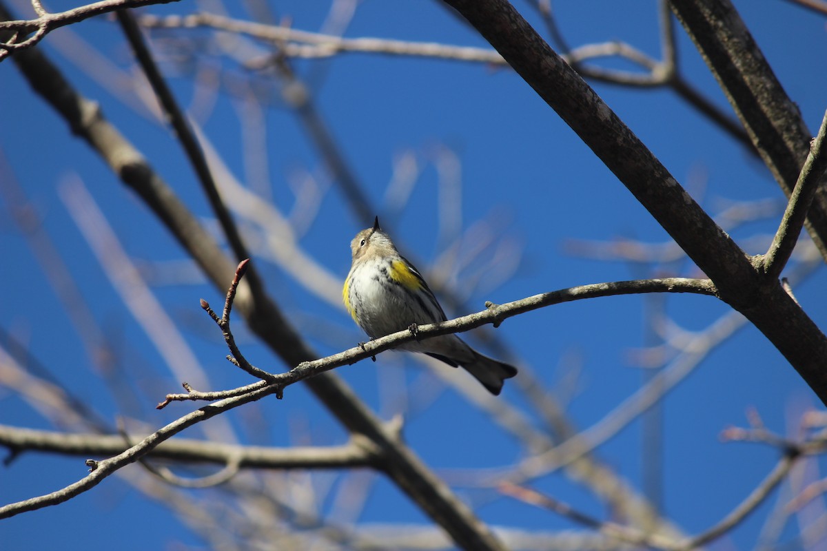 Yellow-rumped Warbler (Myrtle) - Patrick & Christine Tamborra