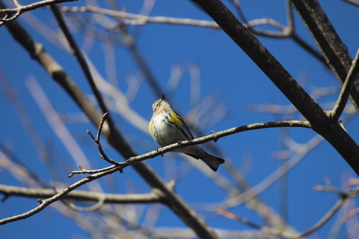 Пісняр-лісовик жовтогузий (підвид coronata) - ML616307056