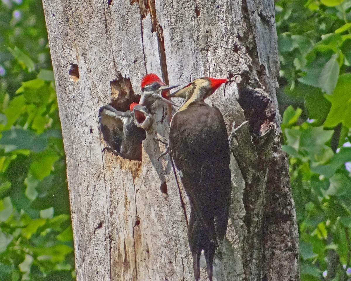 Pileated Woodpecker - ML616307060