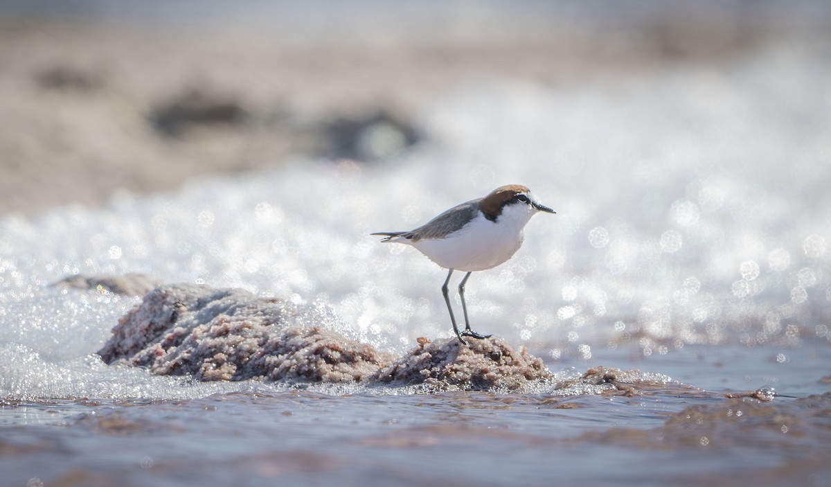 Red-capped Plover - ML616307066