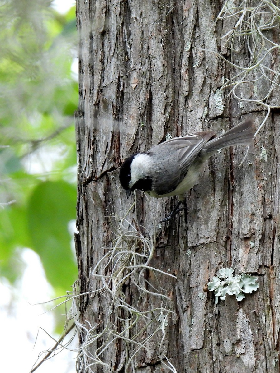 Carolina Chickadee - ML616307101