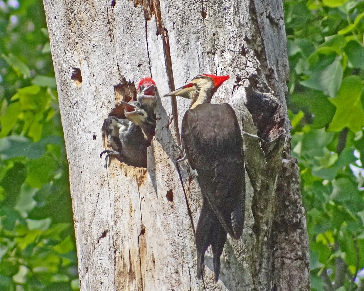 Pileated Woodpecker - ML616307117