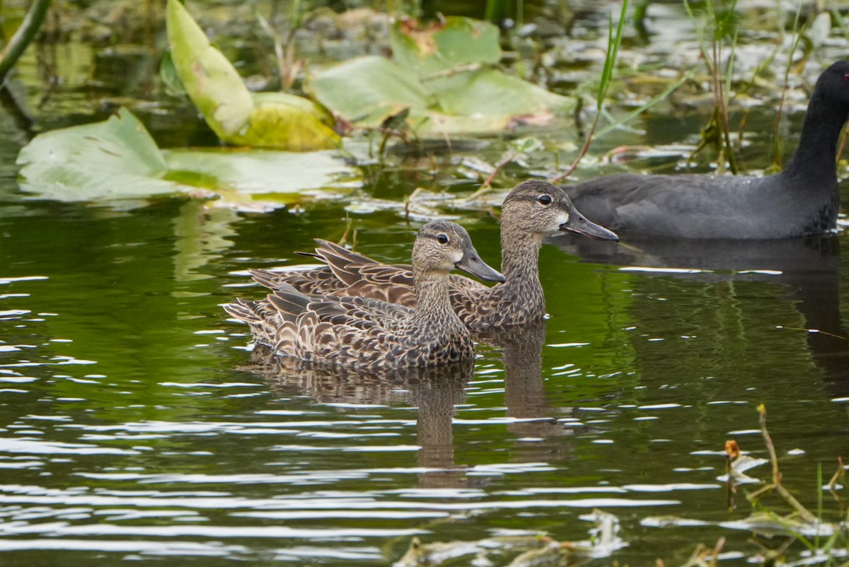 Blue-winged Teal - ML616307127