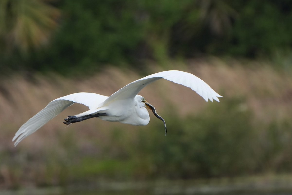 Great Egret - Tuly  Datena