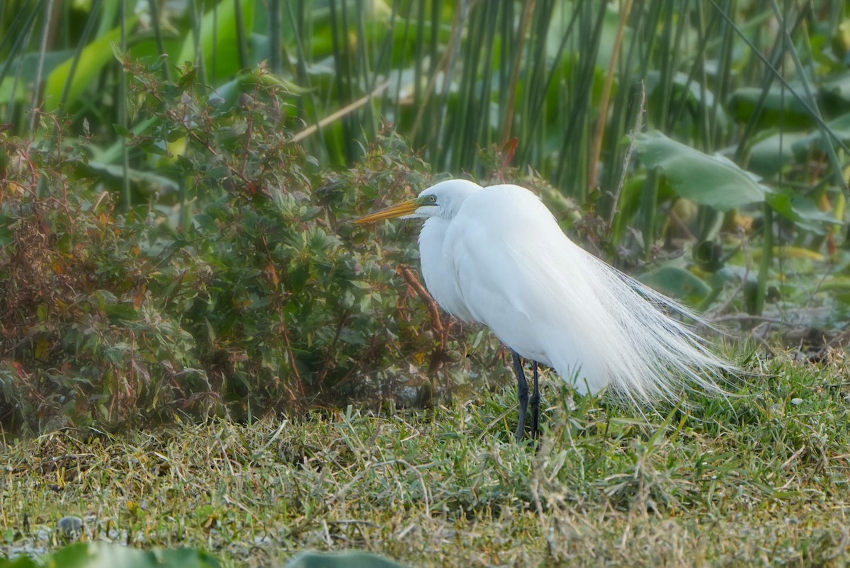 Great Egret - Tuly  Datena