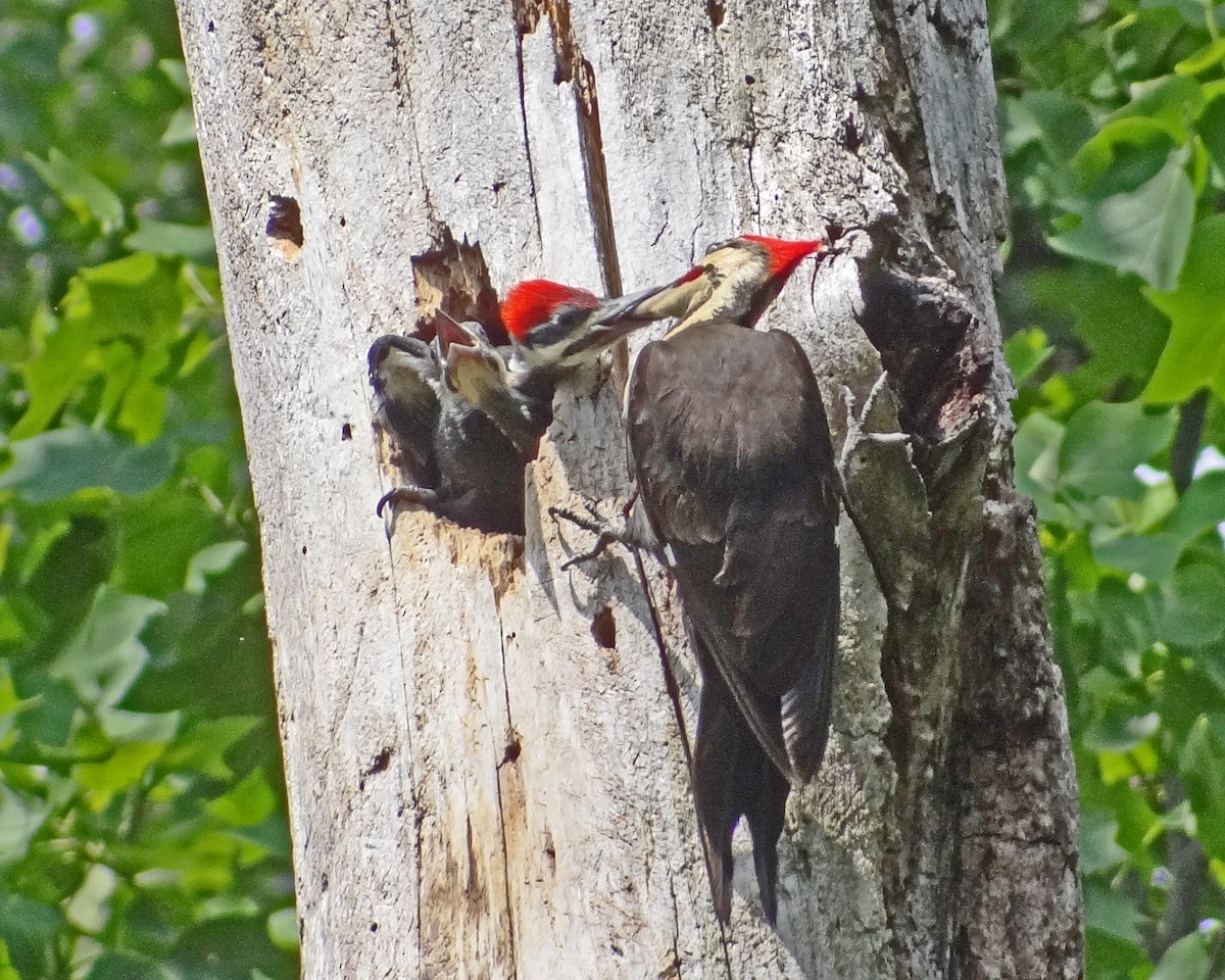 Pileated Woodpecker - ML616307169