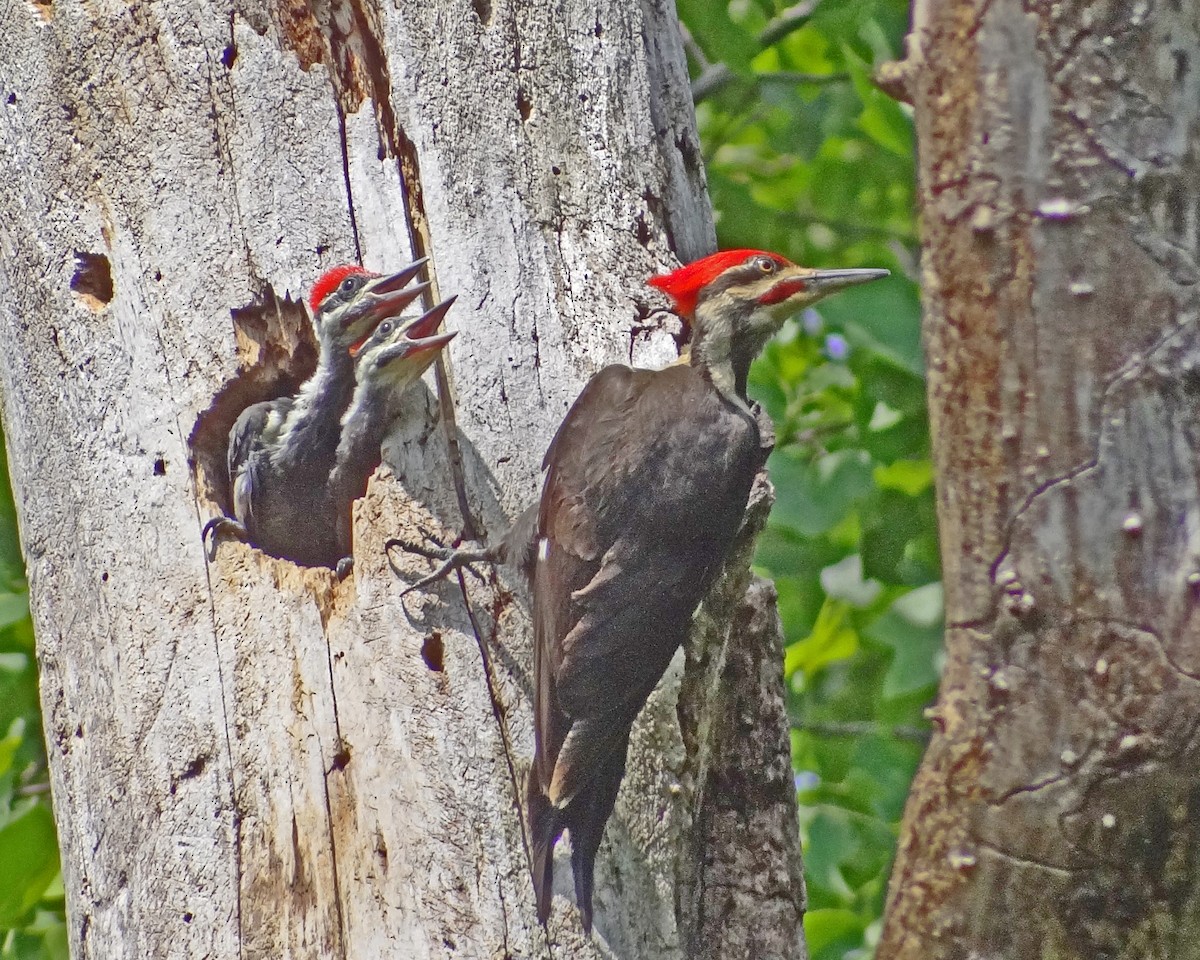 Pileated Woodpecker - ML616307198