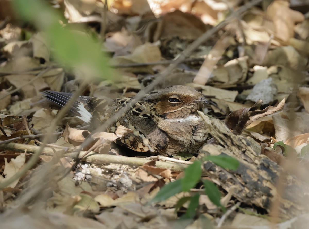 Common Pauraque - Ken Oeser