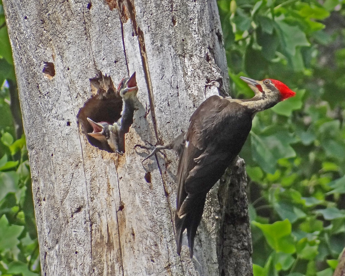 Pileated Woodpecker - ML616307245