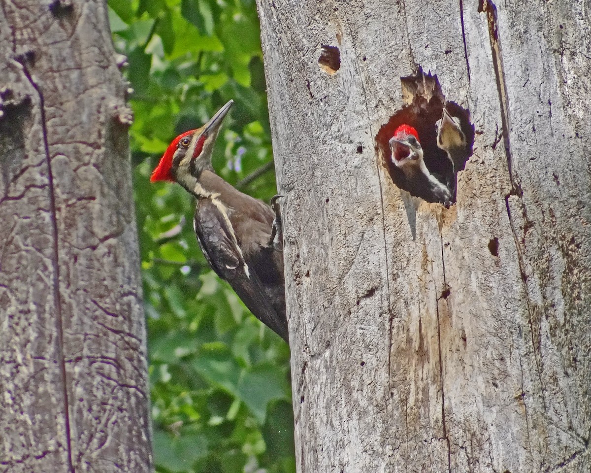Pileated Woodpecker - ML616307275