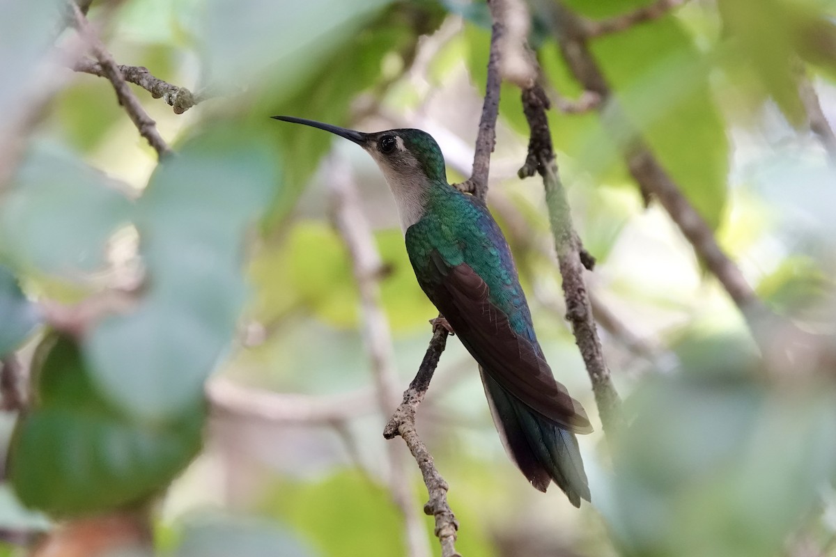 Wedge-tailed Sabrewing - Elizabeth Szekeres