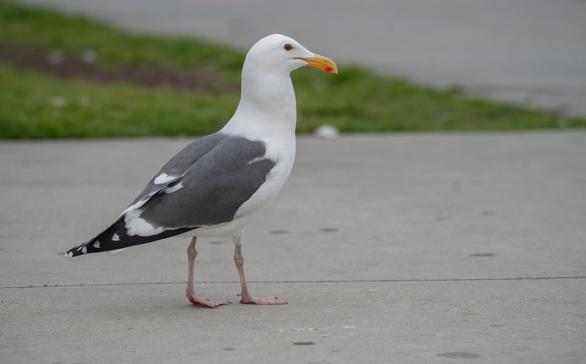 Gaviota Occidental - ML616307310