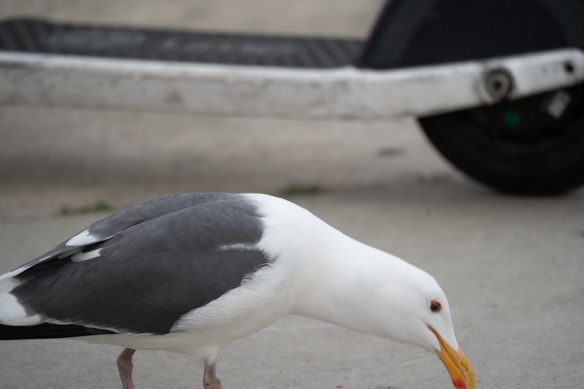 Gaviota Occidental - ML616307313