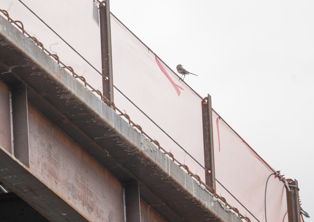 Northern Mockingbird - ML616307326