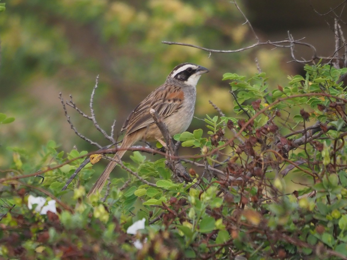 Stripe-headed Sparrow - Richard Kaskan