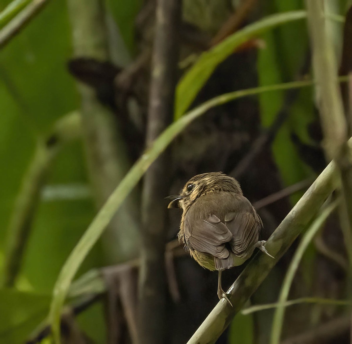 White-throated Spadebill - ML616307343