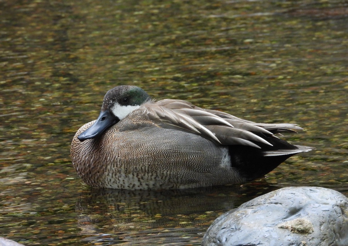 Northern Shoveler x Gadwall (hybrid) - ML616307364