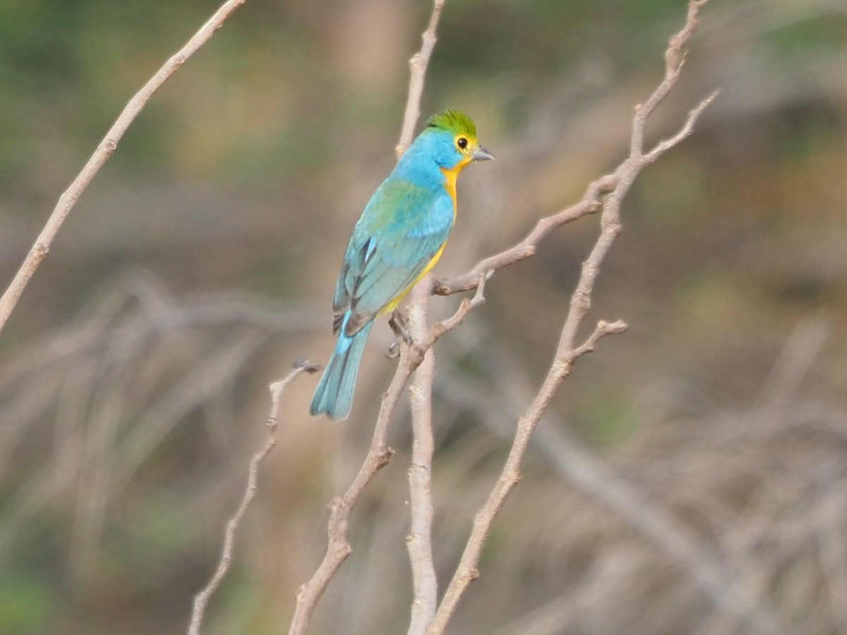 Orange-breasted Bunting - Richard Kaskan