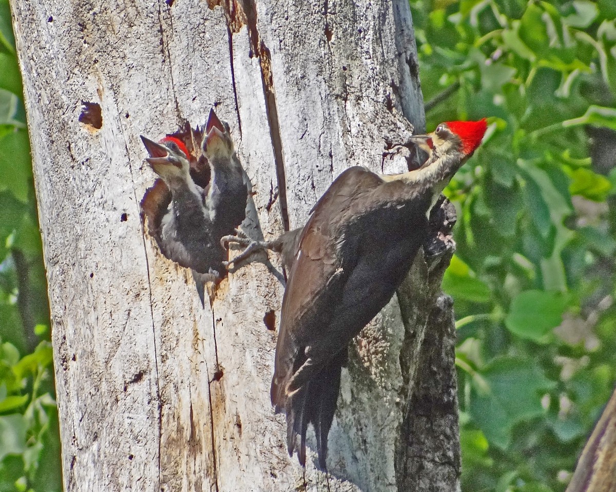 Pileated Woodpecker - ML616307382