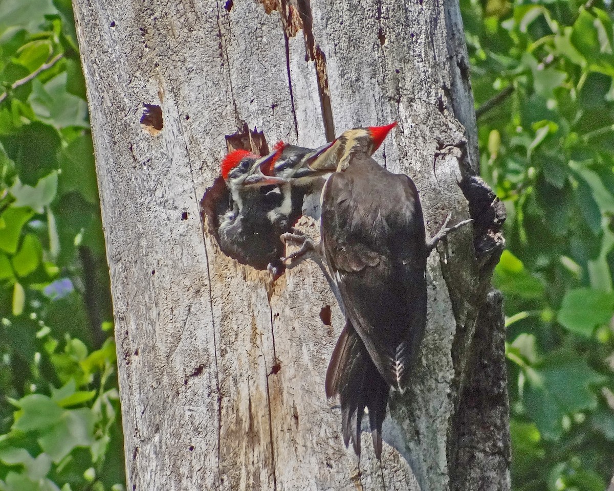 Pileated Woodpecker - ML616307406