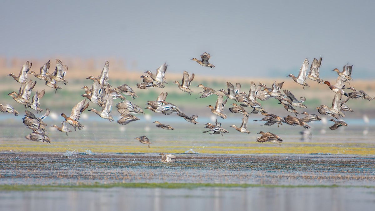 Garganey - Sayanta  Basak