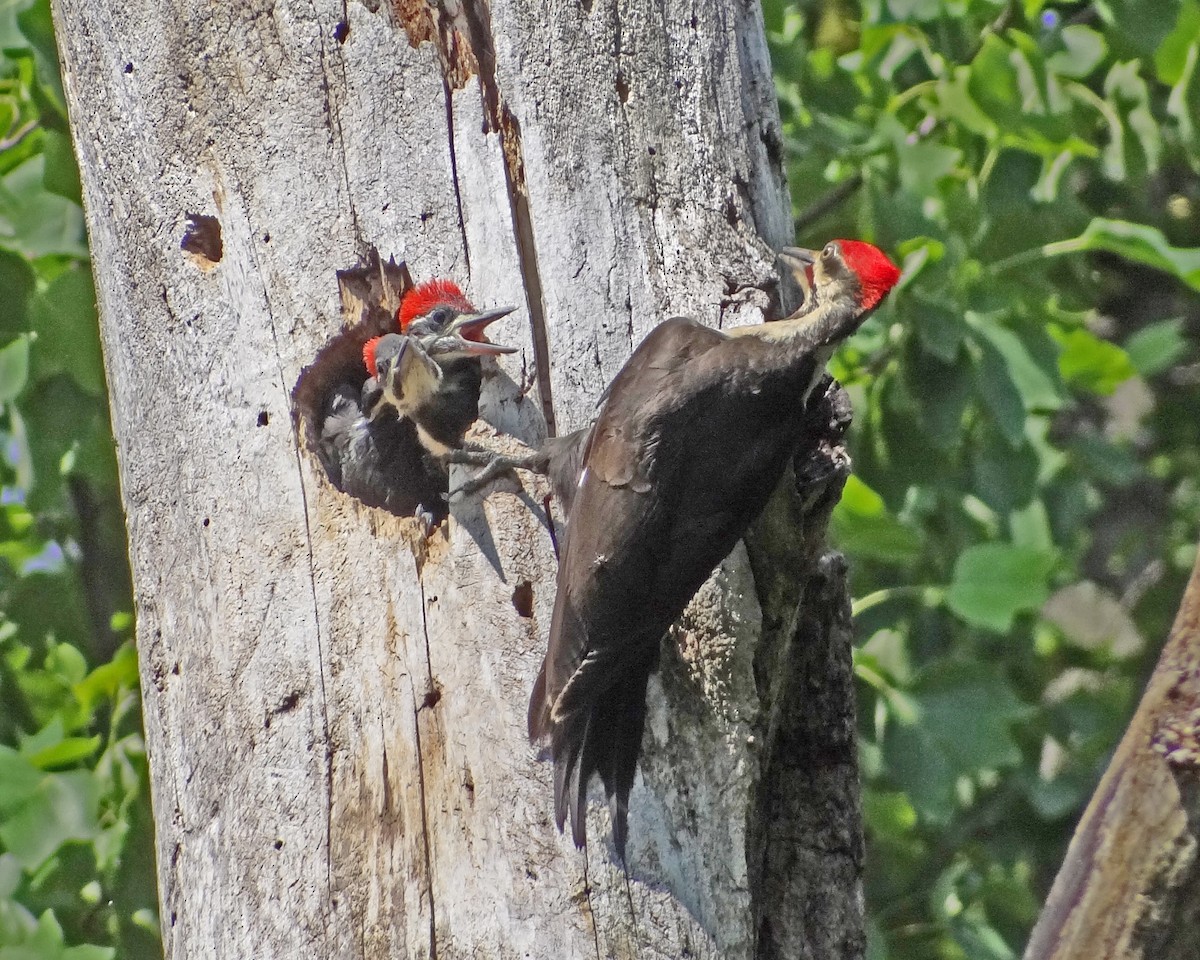 Pileated Woodpecker - ML616307447