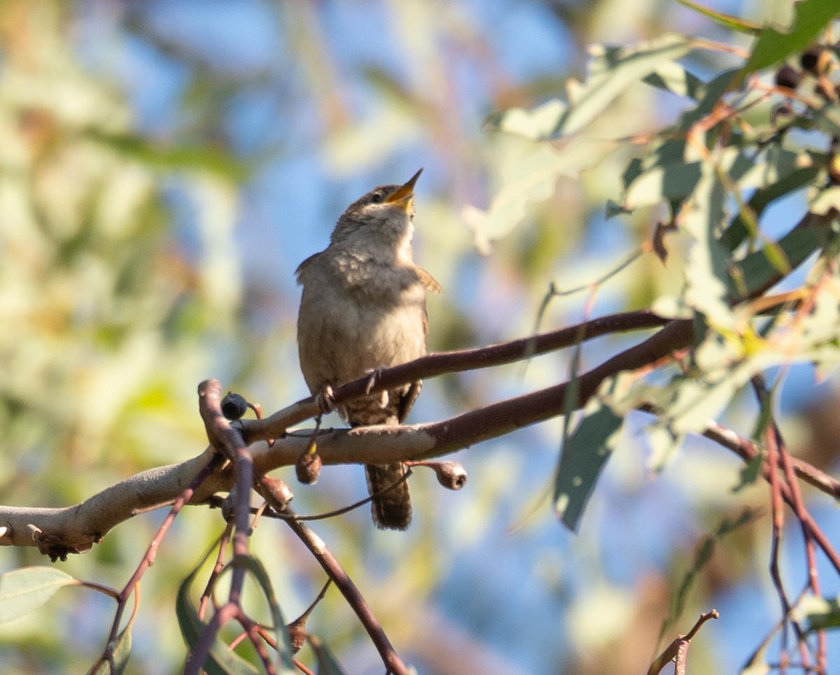 House Wren - ML616307462